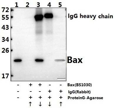 a00183s4 bax primary antiboties ip testing 3