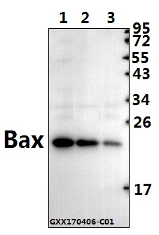 a00183s4 bax primary antiboties wb testing 1