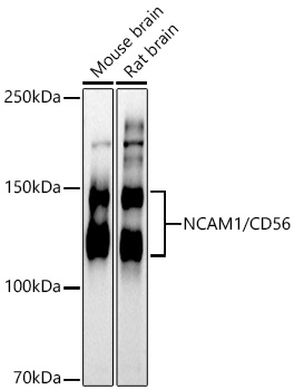 a00184 2 ncam1 primary antiboties wb testing 1