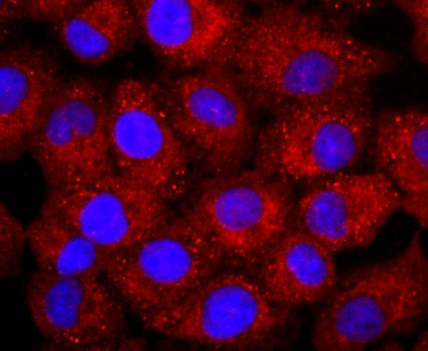 ICC staining NCAM in A549 cells (red)