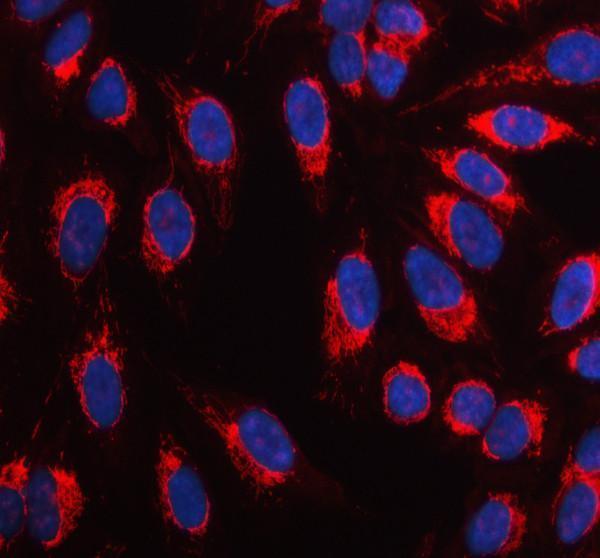 a00184 ncam1 primary antibodies if testing 1