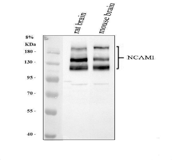 a00184 ncam1 primary antibodies wb testing 1