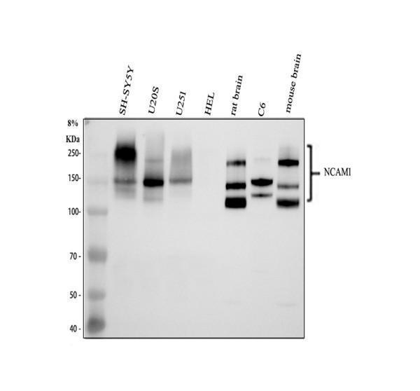 a00184 ncam1 primary antibodies wb testing 1_1