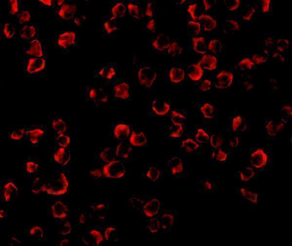 Immunofluorescence of TRAF6 in K562 cells with TRAF6 antibody at 20 μg/mL