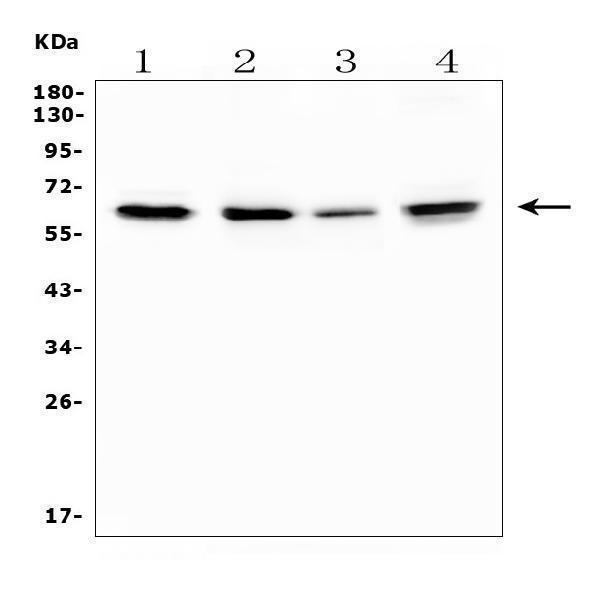  Western blot analysis of TRAF6 using anti-TRAF6 antibody (A00185)