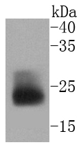 a00187 1 muc1 primary antiboties wb testing 1