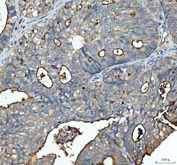 a00187 2 muc1 primary antibodies ihc testing 1