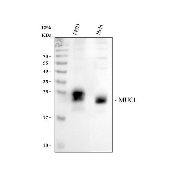 a00187 2 muc1 primary antibodies wb testing 1