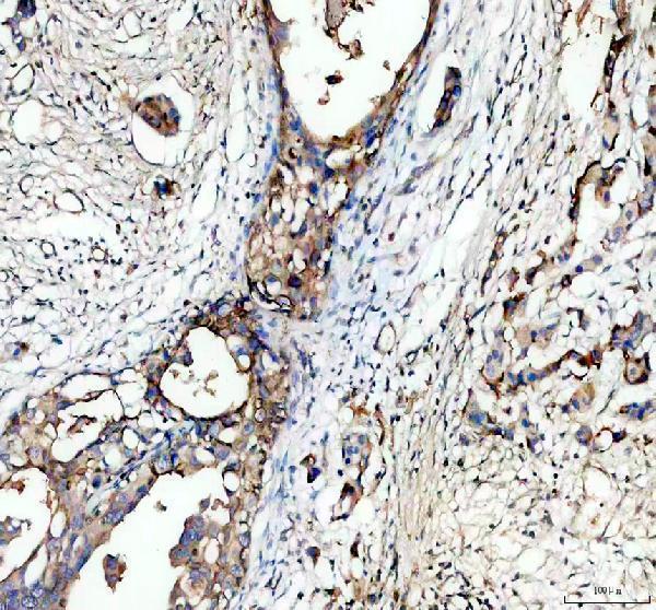 a00187 muc1 primary antibodies ihc testing 1
