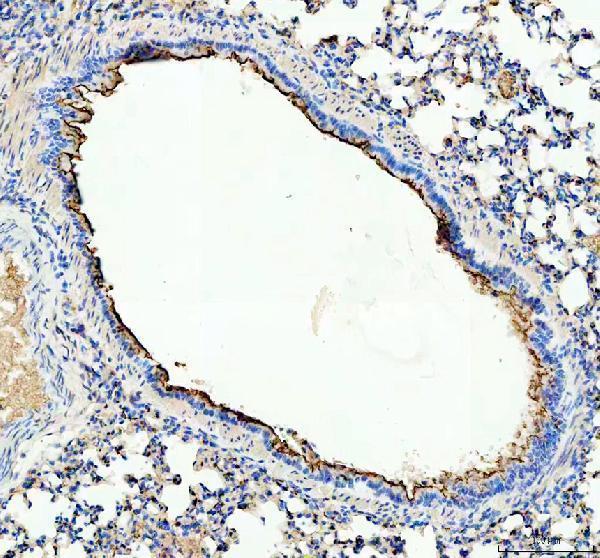 a00187 muc1 primary antibodies ihc testing 3