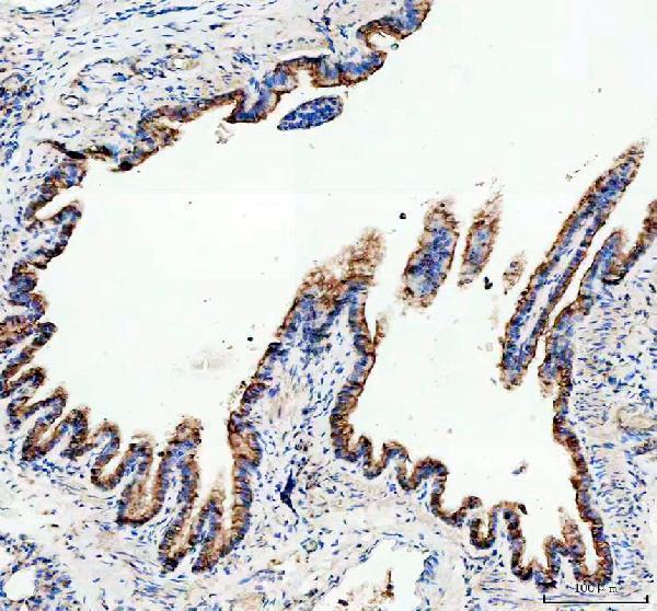 a00187 muc1 primary antibodies ihc testing 4
