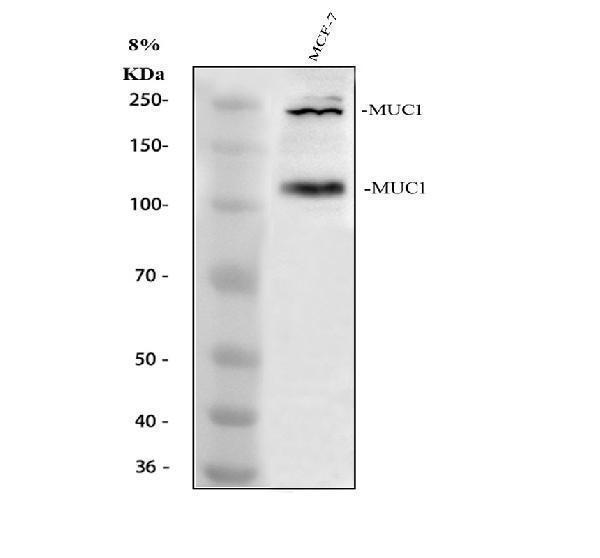 a00187 muc1 primary antibodies wb testing 1_2