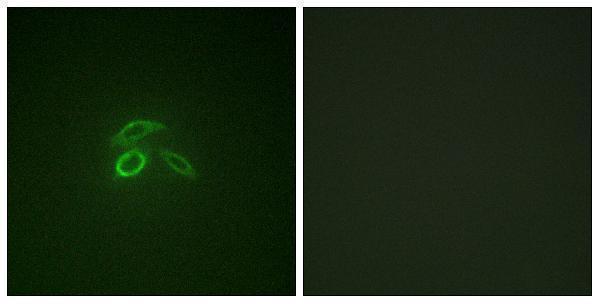 a00187y1229 muc1 primary antibodies if testing 1