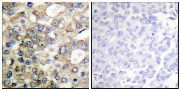 a00187y1229 muc1 primary antibodies ihc testing 3