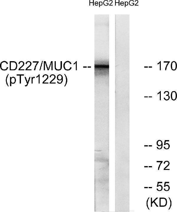 a00187y1229 muc1 primary antibodies wb testing 2