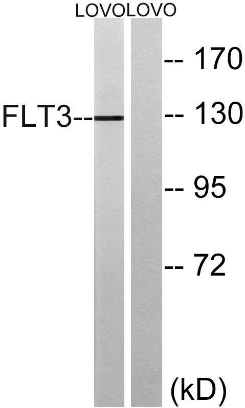 a00188 1 flt3 primary antibodies wb testing 2