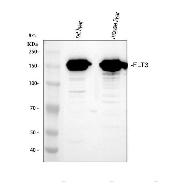 a00188 4 cd135 primary antibodies wb testing 1_1