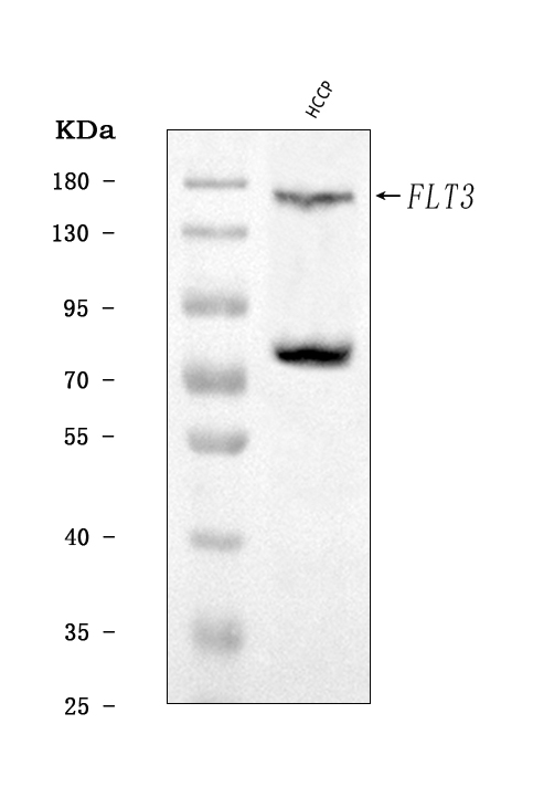  Western blot analysis of CD135/FLT3 using anti-CD135/FLT3 antibody (A00188-5)