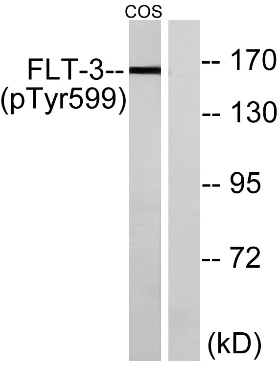 Western blot analysis of lysates from COS7 cells treated with EGF 200ng/ml 30', using FLT3 (Phospho-Tyr599) Antibody