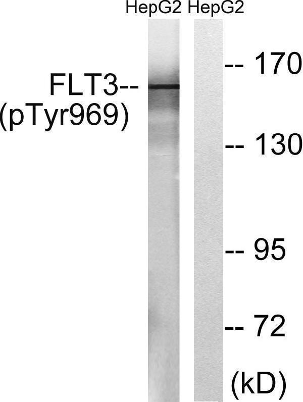 a00188y969 flt3 primary antibodies wb testing 2