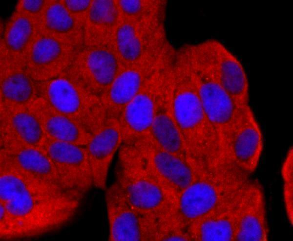 ICC staining Argonaute 2 in Hela cells (red)