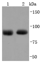Western blot analysis of Argonaute 2 on different lysates using anti-Argonaute 2 antibody at 1/1,000 dilution