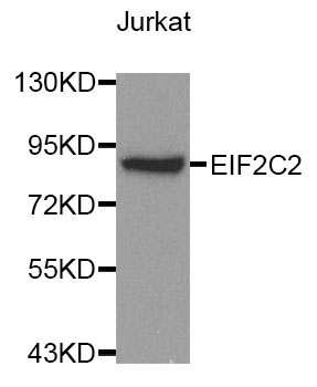 a00189 ago2 primary antiboties wb testing 1