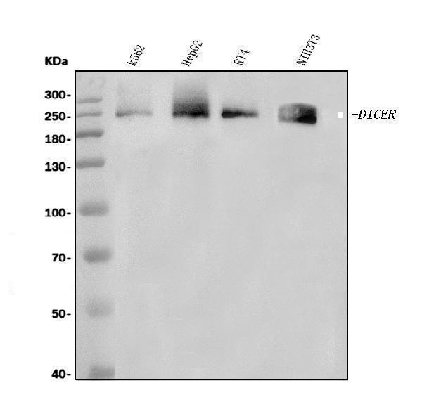  Western blot analysis of Dicer/DICER1 using anti-Dicer/DICER1 antibody (A00190-2)