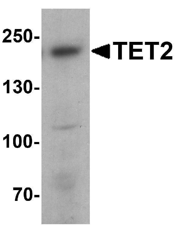 a00191 1 tet2 primary antibodies wb testing 1