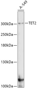 Western blot analysis of extracts of various cell lines, using TET2 antibody  at 1:1000 dilution