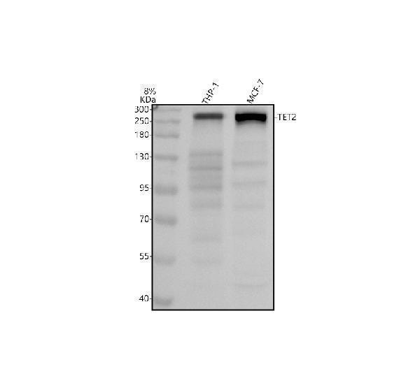 Western blot analysis of TET2 using anti-TET2 antibody (A00191-3)