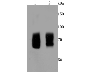 Western blot analysis of FMRP on different cells lysates using anti-FMRP antibody at 1/500 dilution