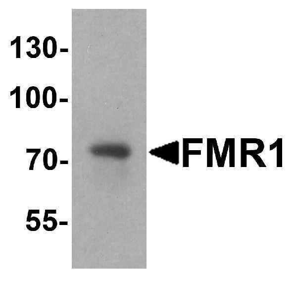 Western blot analysis of FMR1 in rat brain tissue lysate with FMR1 antibody at 1 μg/ml