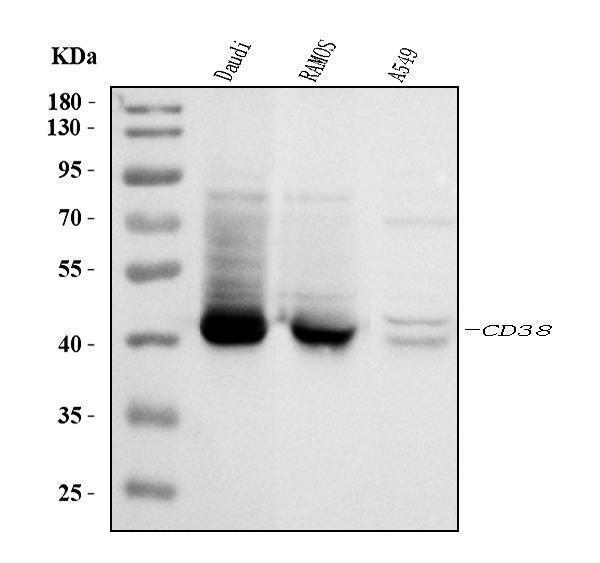 a00193 3 cd38 primary antibodies wb testing 1_1