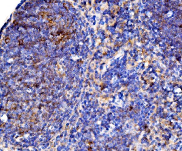  IHC analysis of Cd38 using anti-Cd38 antibody (A00193-4)