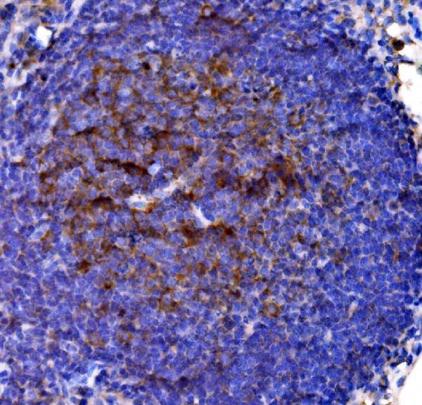  IHC analysis of Cd38 using anti-Cd38 antibody (A00193-4)