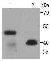 Western blot analysis of CD38 on different lysates using anti-CD38 antibody at 1/1,000 dilution