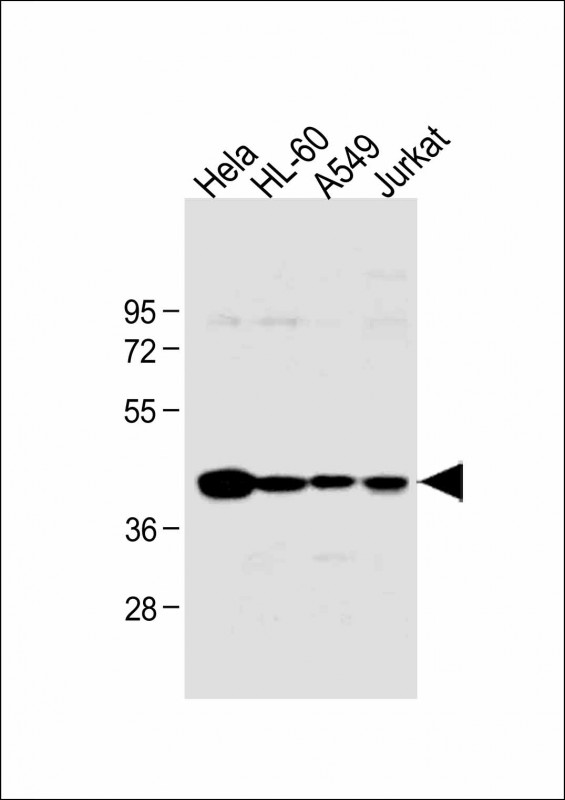 All lanes : Anti-HLA-B Antibody (N-term) at 1:1000 dilutionLane 1: Hela whole cell lysateLane 2: HL-60 whole cell lysateLane 3: A549 whole cell lysateLane 4: Jurkat whole cell lysateLysates/proteins at 20 µg per lane