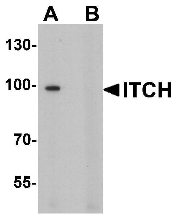 Western blot analysis of ITCH in 3T3 cell lysate with ITCH antibody at 1 μg/ml in (A) the absence and (B) the presence of blocking peptide