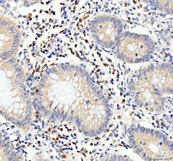 a00196 1 cd80 primary antibodies ihc testing 1
