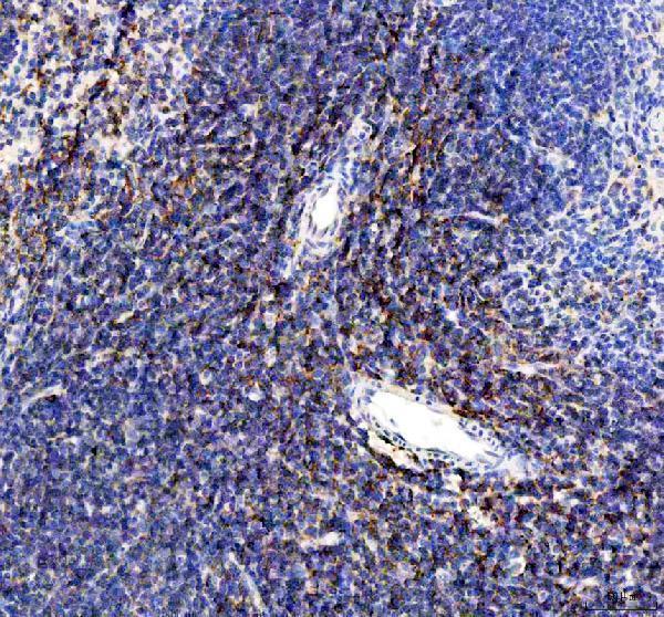 a00196 1 cd80 primary antibodies ihc testing 2_1