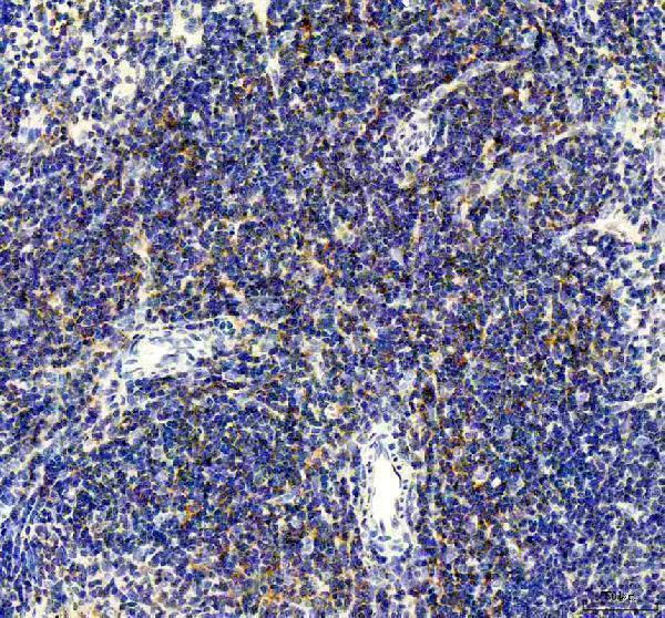 a00196 1 cd80 primary antibodies ihc testing 3_1