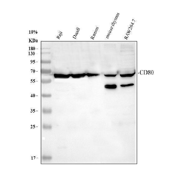 a00196 1 cd80 primary antibodies wb testing 1_1