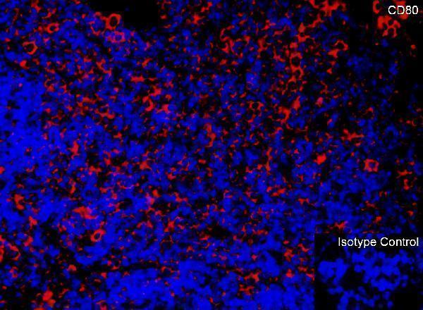 a00196 cd80 primary antibodies if testing 1