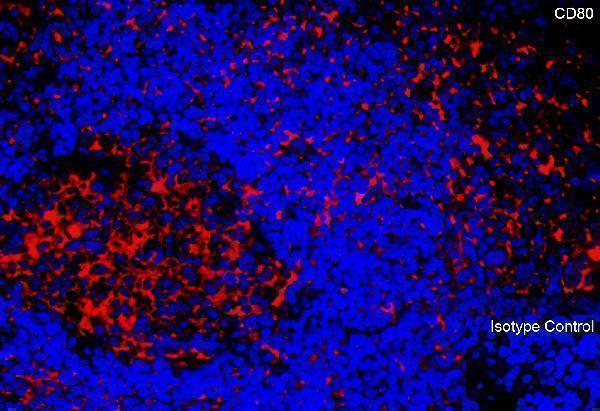 a00196 cd80 primary antibodies if testing 2