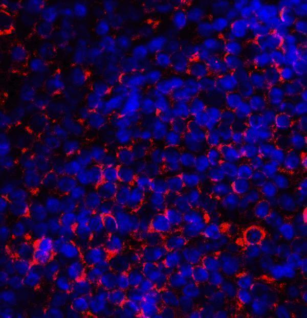 a00196 cd80 primary antibodies if testing 3_1