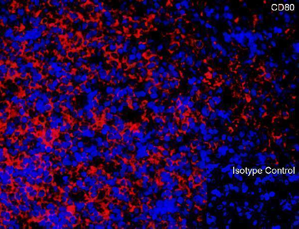 a00196 cd80 primary antibodies if testing 4