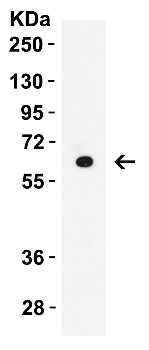 WB Validation in Human Raji Cells
Loading: 15 μg of lysate Antibodies: CD80, A00196, 2 μ g/mL , 1 h incubation at RT in 5% NFDM/TBST