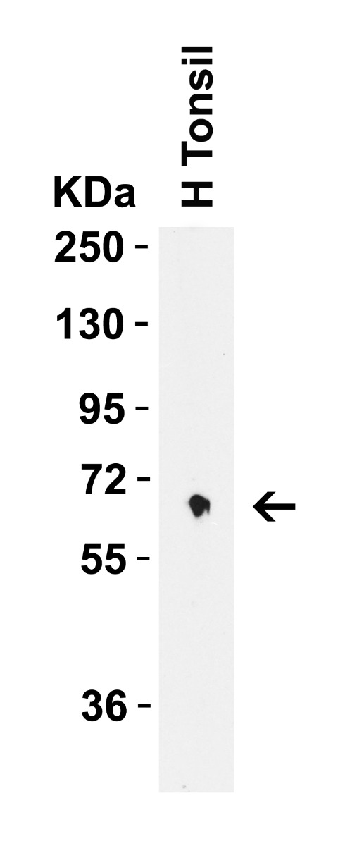 WB Validation in Human Tonsil
Loading: 15 μg of lysate Antibodies: CD80, A00196, 2 μg/mL , 1 h incubation at RT in 5% NFDM/TBST