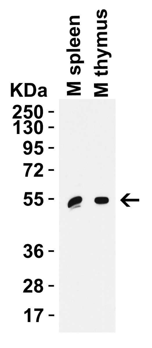 a00196 cd80 primary antibodies wb testing 4